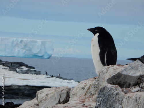 Adelie penguin 