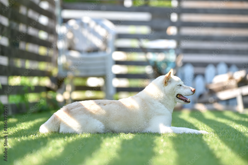 ドッグランで休憩する柴犬 Stock Photo Adobe Stock