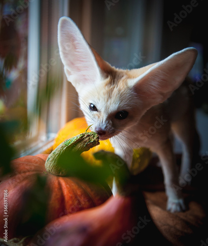 Pretty Fennec fox cub with Haloween pumpkins © Farinoza