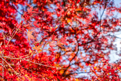 【秋イメージ】鮮やかな紅葉