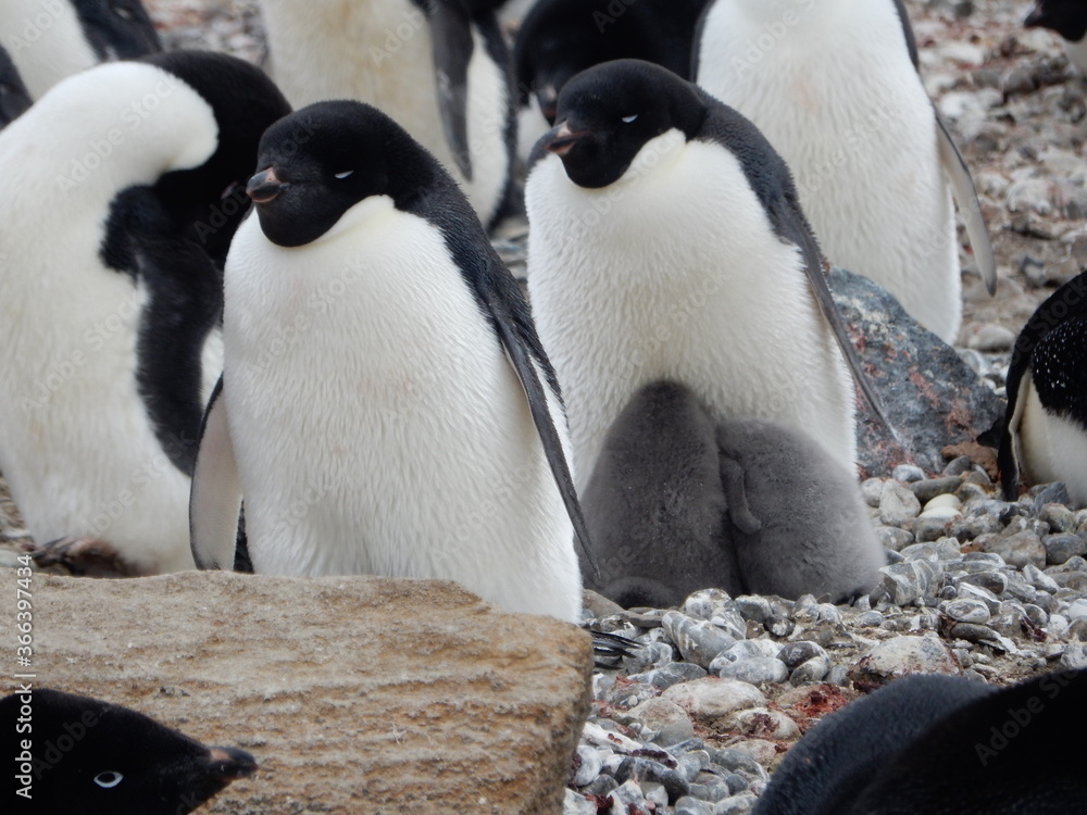 Obraz premium Baby Penguins Keeping Warm 