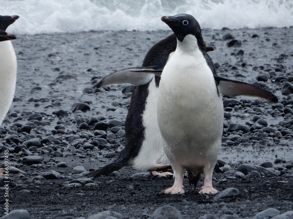 Naklejka premium Wingspan