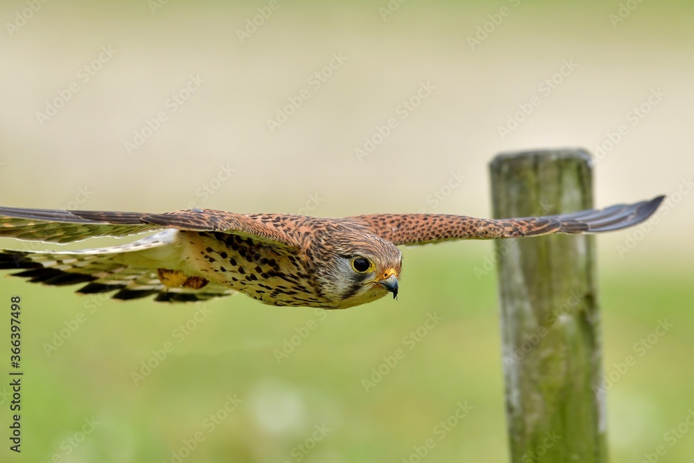 Fototapeta premium チョウゲンボウの超低空飛翔シーン