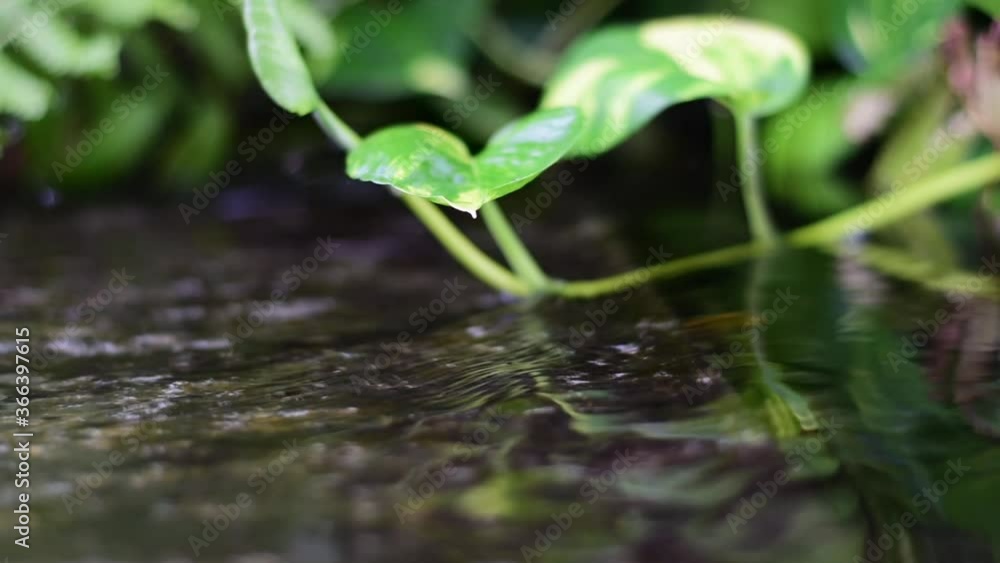 Beautiful and clear waterfalls Among the leaves and green forests and natural stones Beautiful and clear waterfalls Among the leaves and green forests and natural stones
