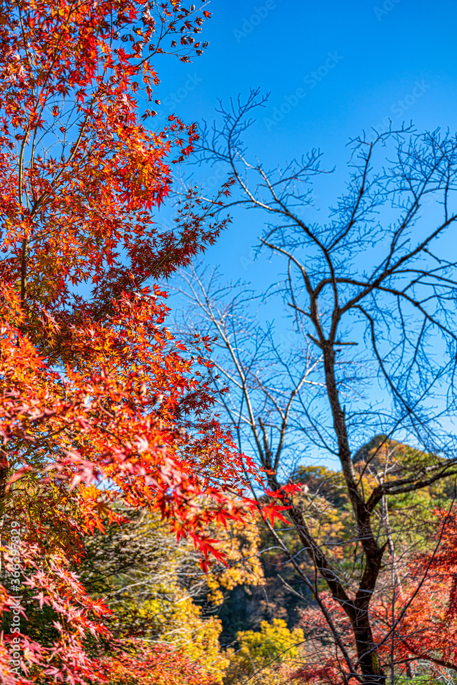 【秋イメージ】鮮やかな紅葉