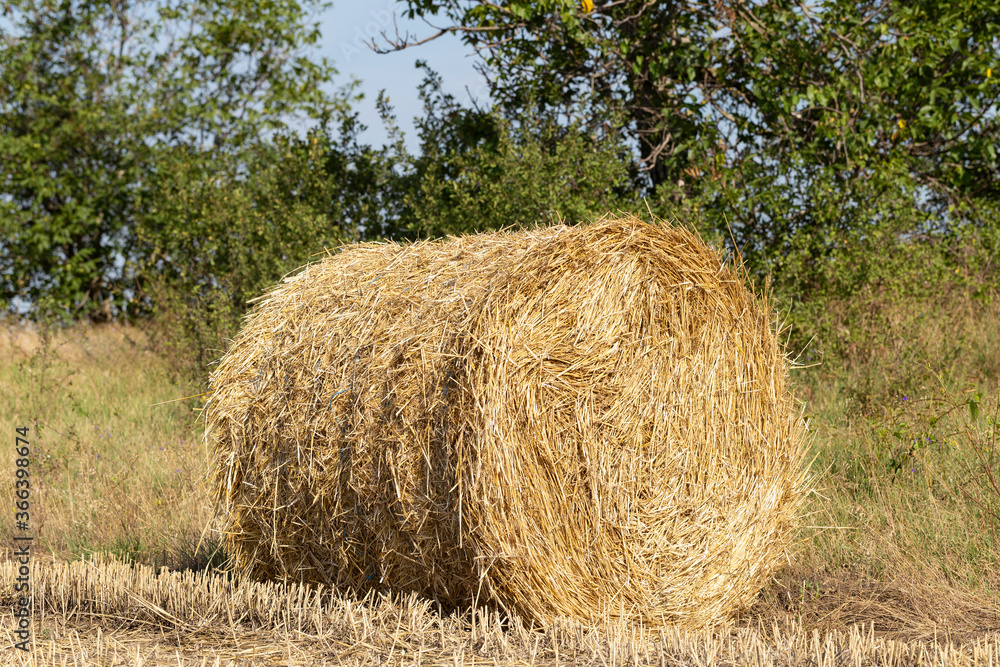 Wheat harvesting. Round bales of straw in the field. Wheat harvesting. Round bales of straw in the field.
