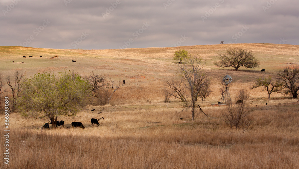 A cattle ranch  with cattle and a windmill in the Oklahome panhandle.
