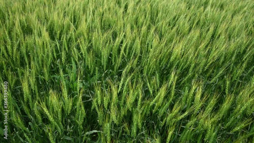 High definition and closeup view of a bright green wheat crop moving slowly in the wind.
High definition and closeup view of a bright green wheat crop moving slowly in the wind.
