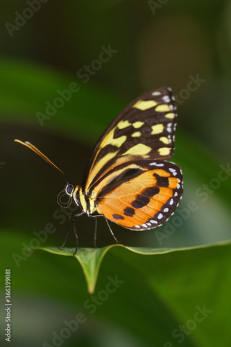 butterfly on leaf © Barnes Green