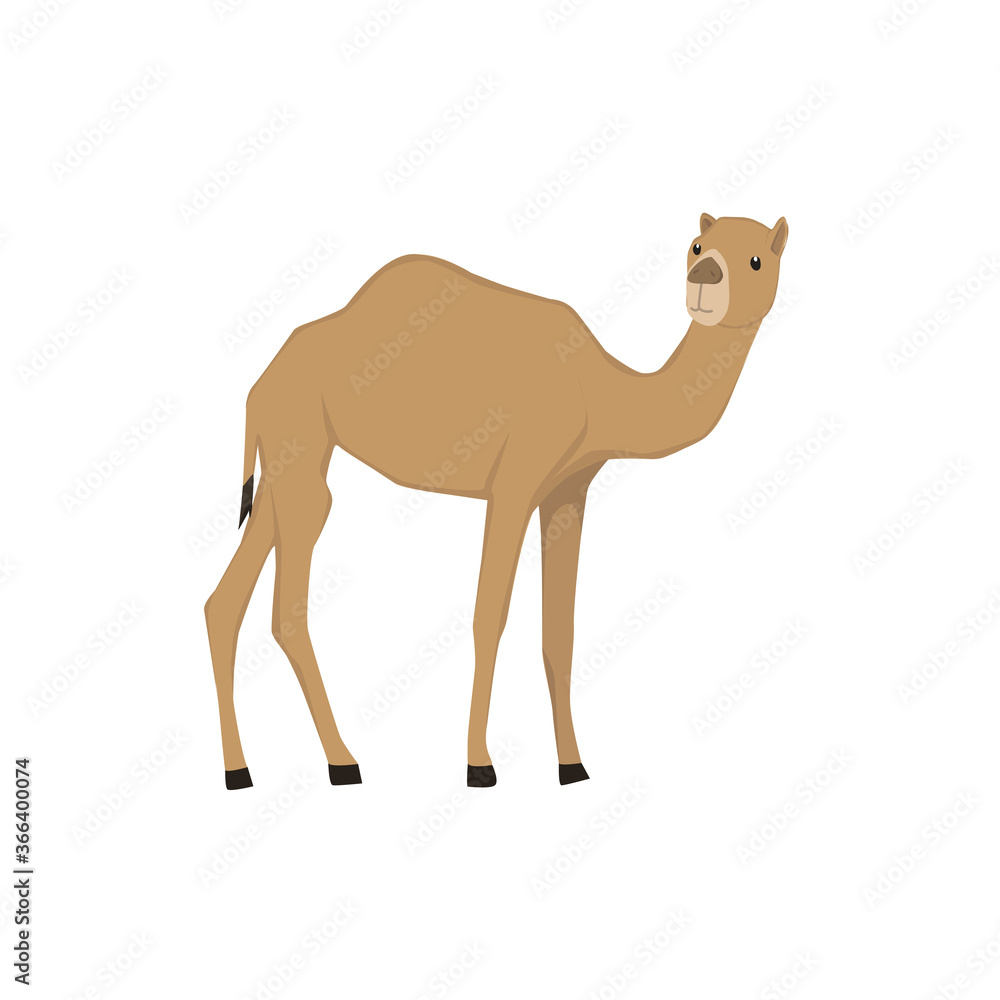 Camel Illustration Camel Illustration
