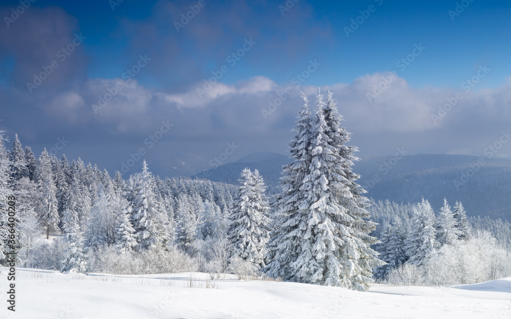 Winter black forest landscape, cedars on hillside, pine trees, snow in winter