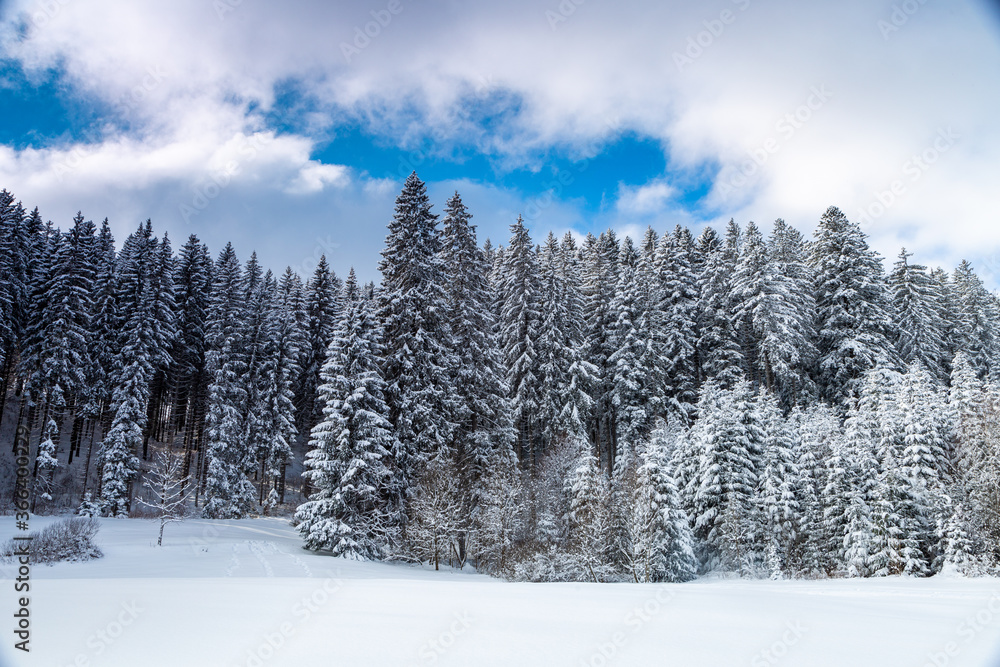 Winter cedar forest landscape, tall pine trees on the snow, mountain, nature Winter cedar forest landscape, tall pine trees on the snow, mountain, nature