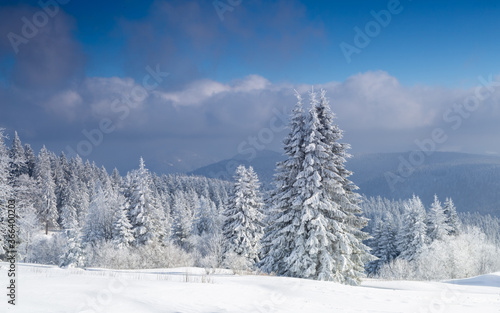 Winter black forest landscape, cedars on hillside, pine trees, snow in winter