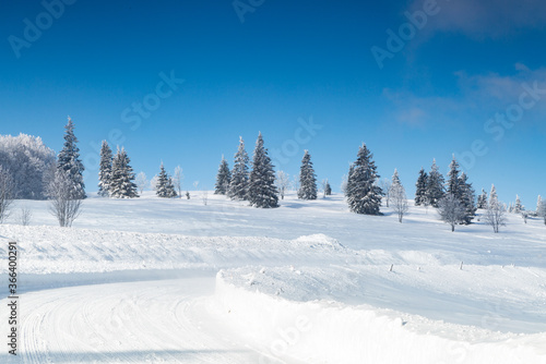 Pine trees covered with hoarfrost and snow in mountains, forest road on the land