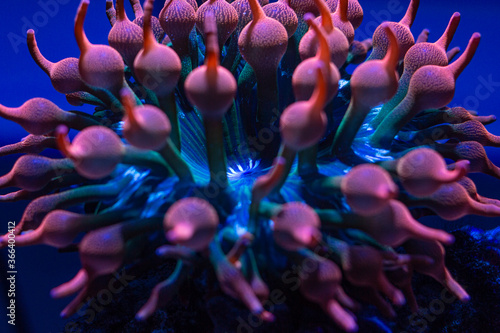 Rainbow Bubble tip anemone in reef tank