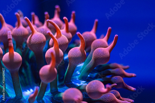 Rainbow Bubble tip anemone in reef tank