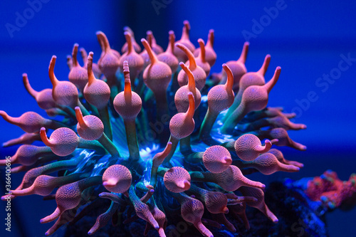 Canvas Print Rainbow Bubble tip anemone in reef tank