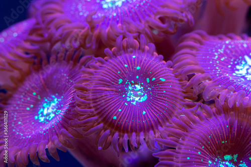 Macro shot on soft zoanthus polyps colony - Magician Palithoa
