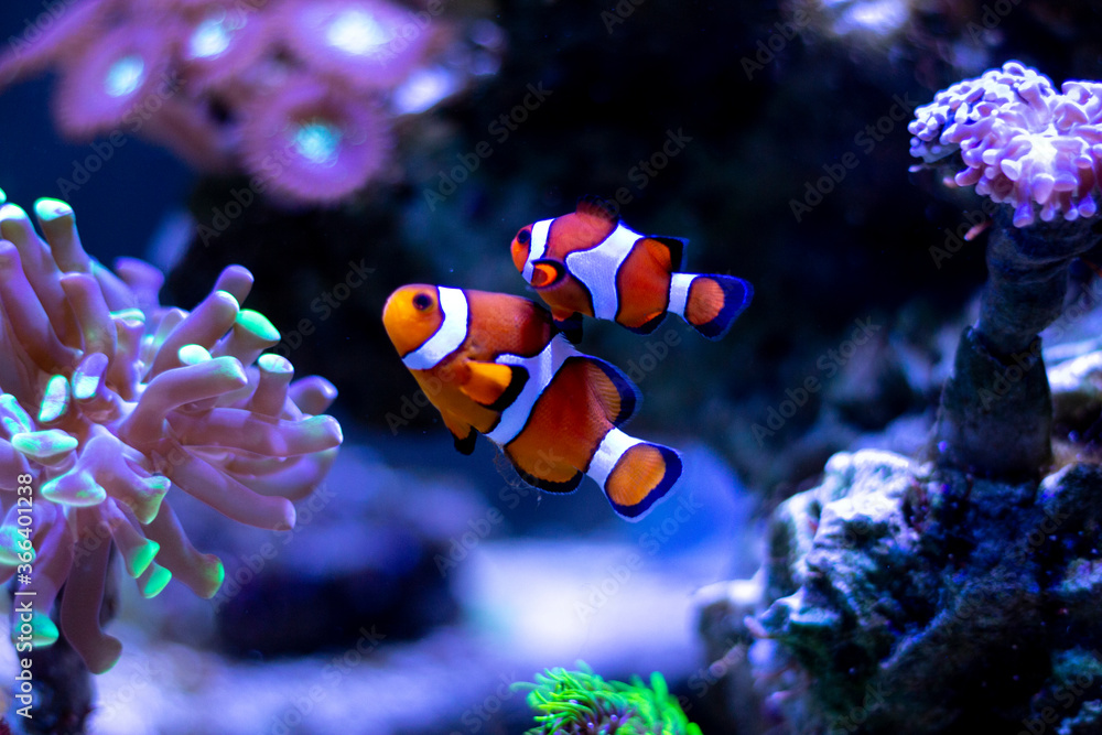 Clownfish swimming in an aquarium - obrazy, fototapety, plakaty 