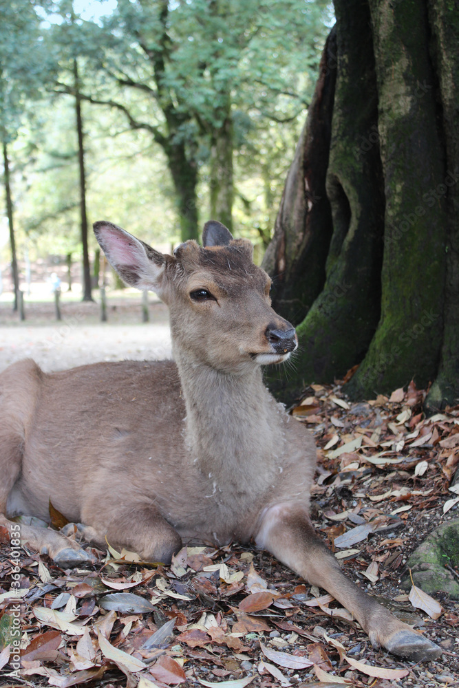 Deer in Nara Park at Nara, Japan Deer in Nara Park at Nara, Japan