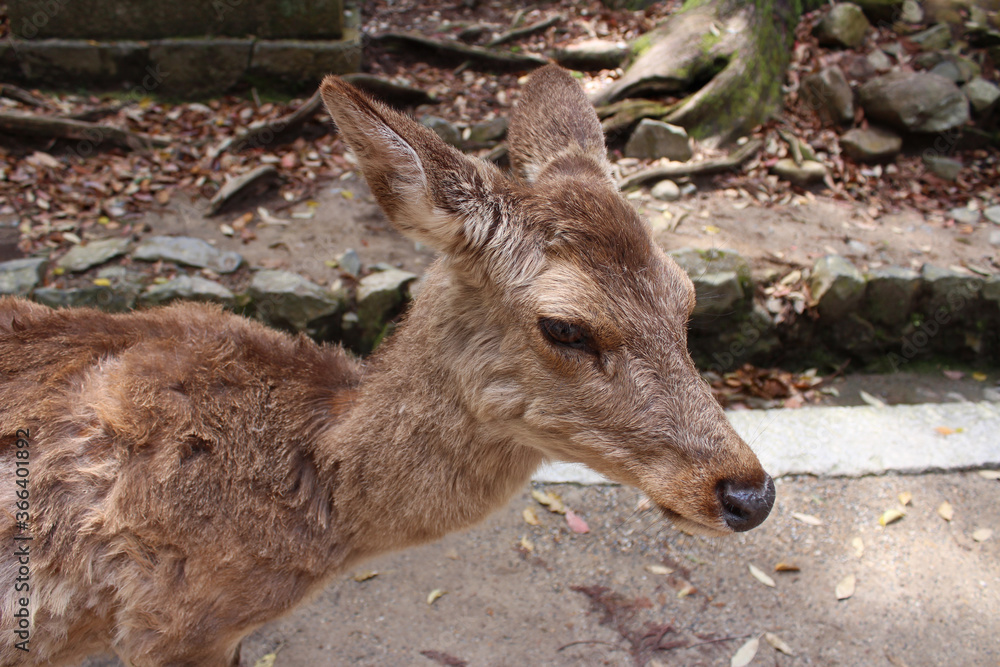 Fototapeta premium Deer in Nara Park at Nara, Japan