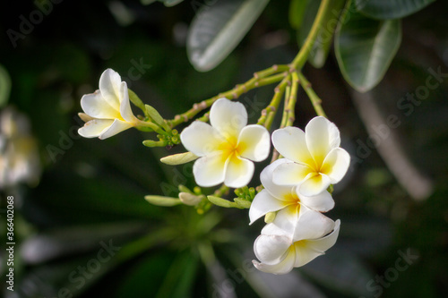 white frangipani flowers