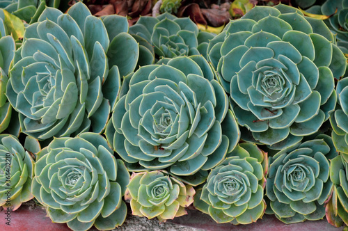 Planta Echeveria en el huerto de la colonia Tovar, Venezuela