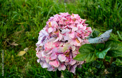 Hermosa flor hydrangea rosada en Caracas. 