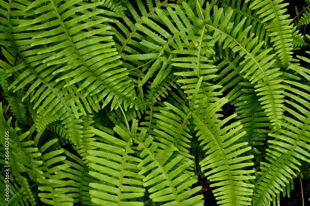 green fern leaves green fern leaves