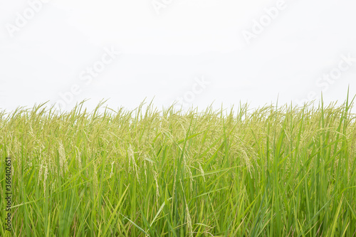 Close up ear of paddy or rice in organic field, agriculture concept.