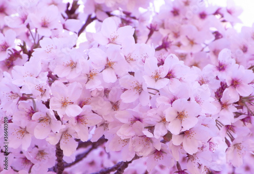 Japanese cherry blossoms in full bloom japan sakura