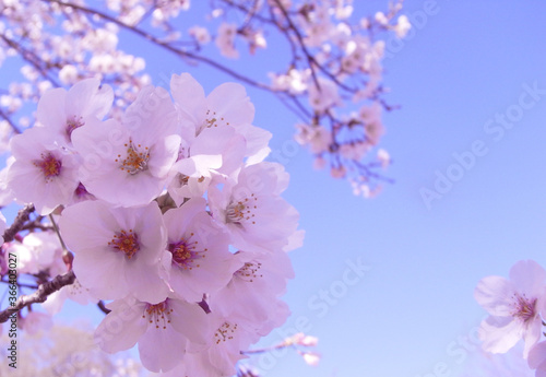 Blue sky and cherry blossoms japan sakura