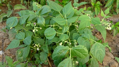 Wallpaper Mural bean plant blooming in the amateur natural hobby garden, Torontodigital.ca