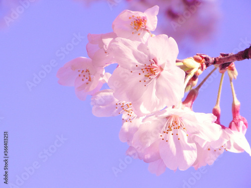 Blue sky and cherry blossoms japan sakura