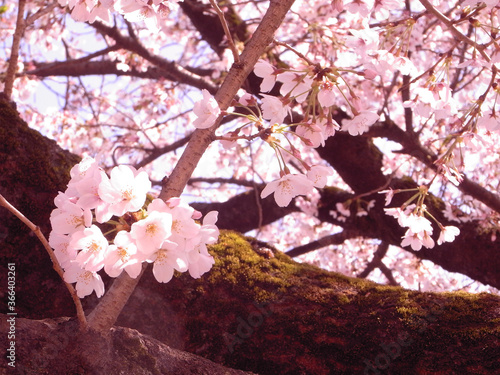 Japanese cherry blossoms in full bloom japan sakura