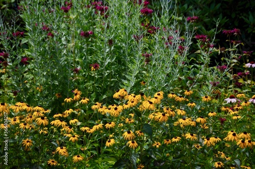 summer flowers in New England garden