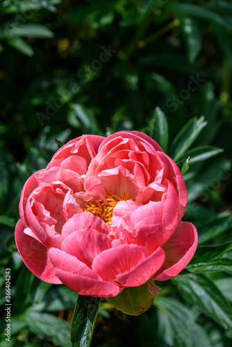 Fototapeta Naklejka Na Ścianę i Meble -  Closeup of vibrant pink peony blooming in a garden, as a nature background
