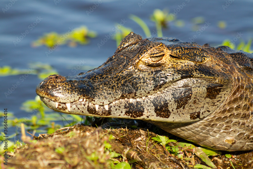 Fototapeta premium Close-up of the head of a Yacare caiman in the IBERA wetlands, Argentina