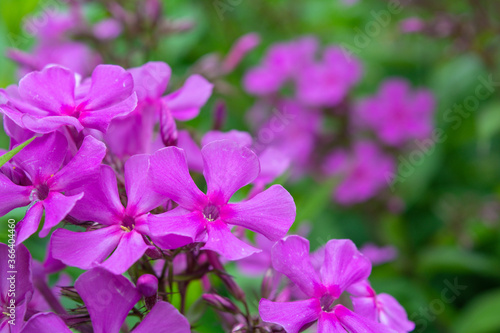 Garden purple phlox  Phlox paniculata  vivid and flavored summer flowers