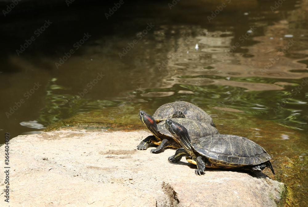 Obraz premium カメの甲羅干し