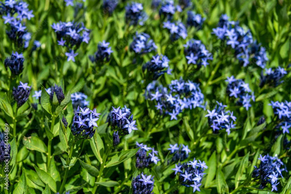 Closeup of blue star flowers blooming with among green foliage
Closeup of blue star flowers blooming with among green foliage
