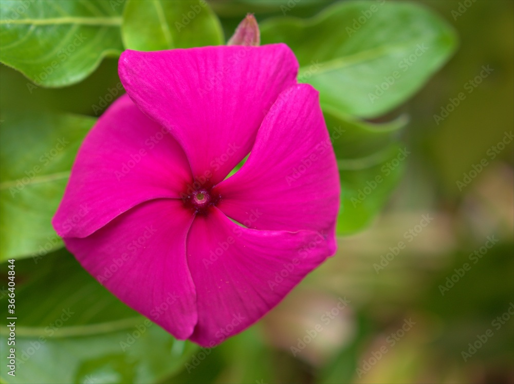 close up of pink, purple periwinkle madagascar flower in garden with bright blurred background ,macro image ,sweet color for card design ,soft focus close up of pink, purple periwinkle madagascar flower in garden with bright blurred background ,macro image ,sweet color for card design ,soft focus