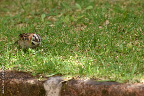 male sparrow in the garden © Diana
