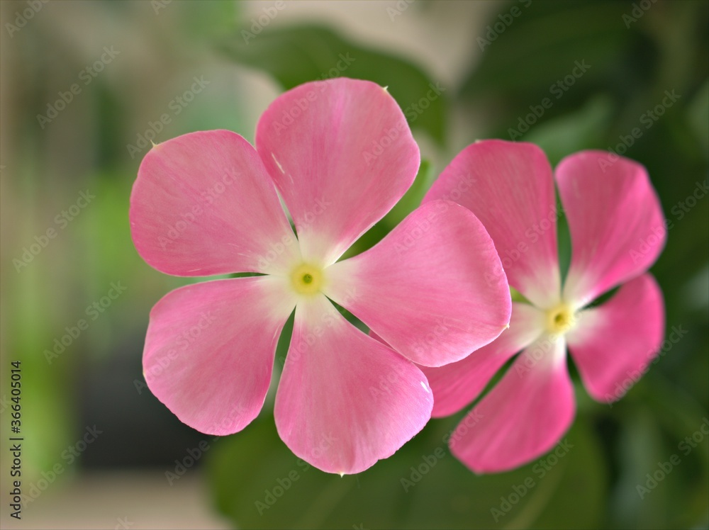 close up of pink petals of periwinkle madagascar flower in garden with bright blurred background ,macro image ,sweet color for card design ,soft focus close up of pink petals of periwinkle madagascar flower in garden with bright blurred background ,macro image ,sweet color for card design ,soft focus