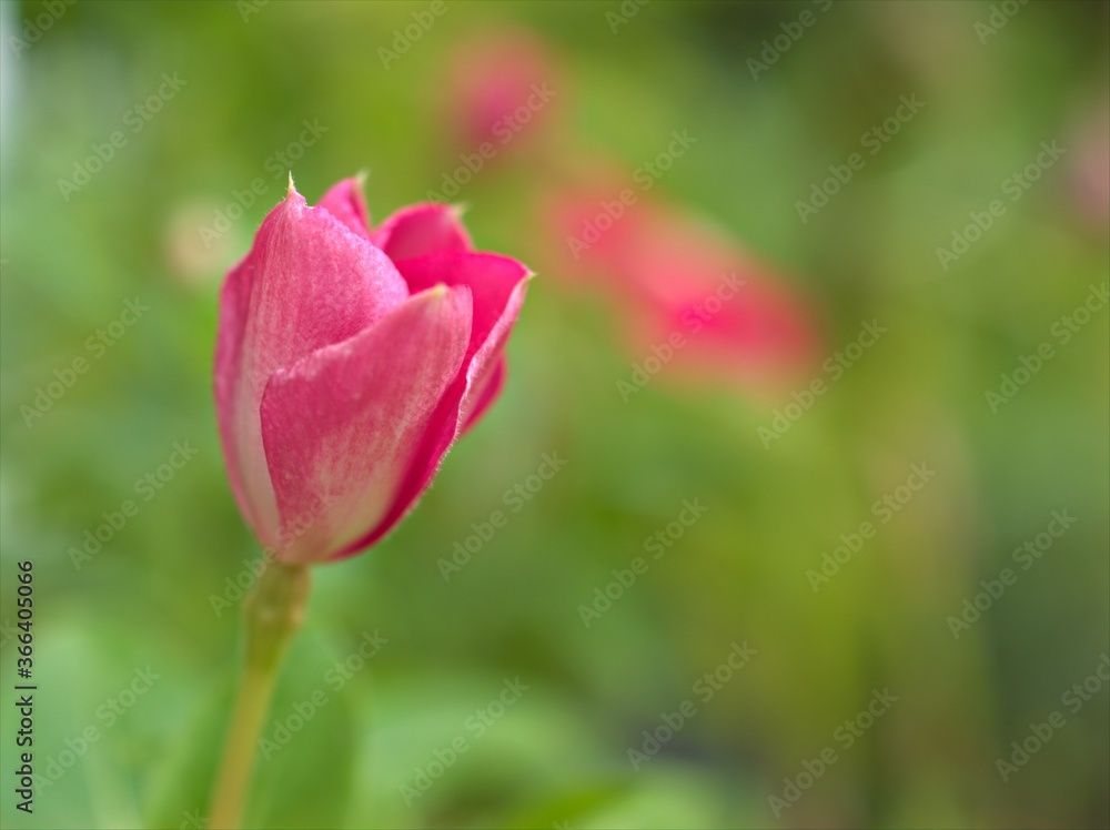 close up of pink petals of periwinkle madagascar flower in garden with bright blurred background ,macro image ,sweet color for card design ,soft focus