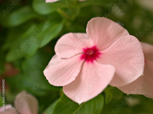 close up of pink petals of periwinkle madagascar flower in garden with bright blurred background  macro image  sweet color for card design  soft focus