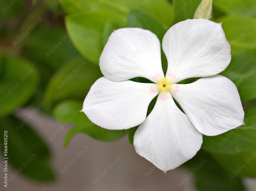 Closeup white petals of periwinkle madagascar flowers in garden on green blurred background, macro image ,sweet color for card design, soft focus, bright wallpaper Closeup white petals of periwinkle madagascar flowers in garden on green blurred background, macro image ,sweet color for card design, soft focus, bright wallpaper