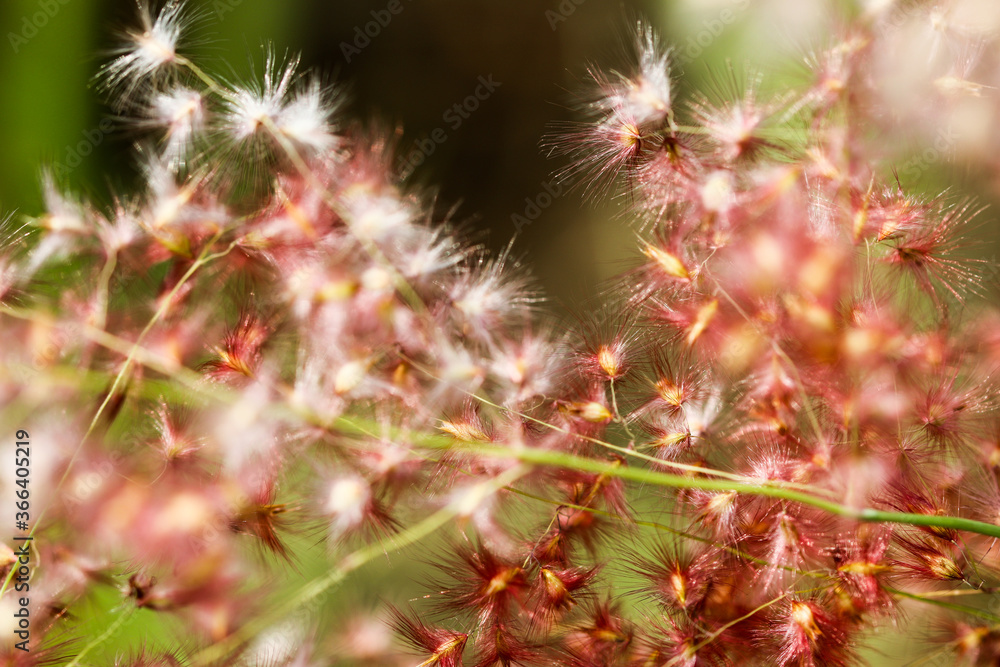 Melinis repens known as Natal Red flower grass, beautiful movement under the wind in vibrant light, countryside meadow. Melinis repens known as Natal Red flower grass, beautiful movement under the wind in vibrant light, countryside meadow.