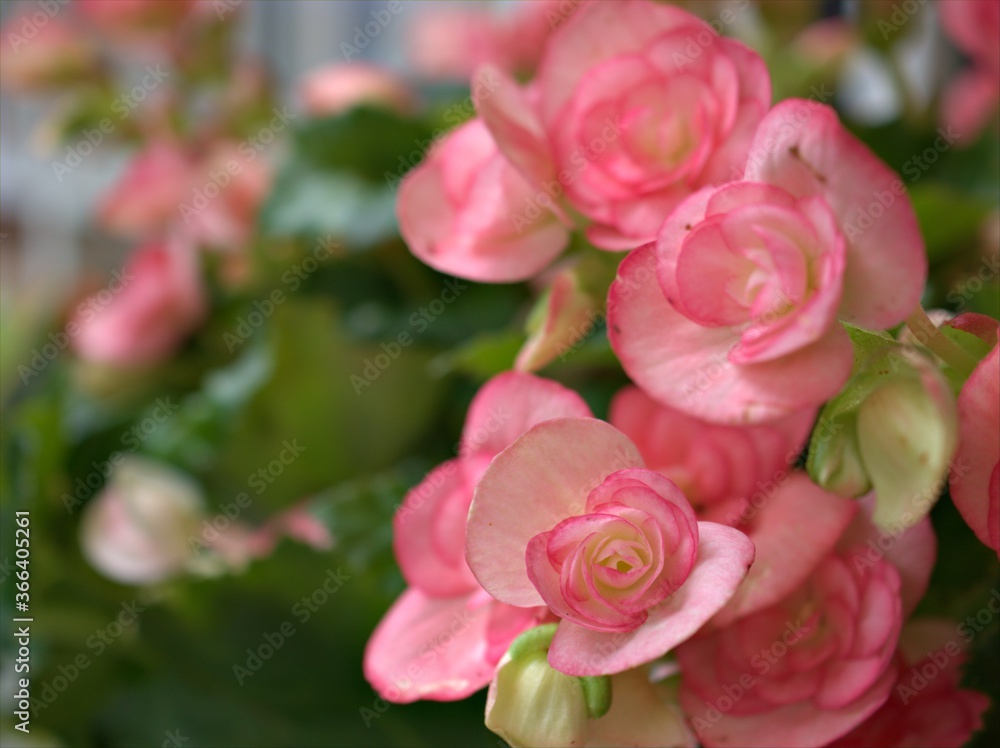 Closeup petals pink of begonia flower plants in garden with blurred background ,macro image ,soft focus , sweet color for card design Closeup petals pink of begonia flower plants in garden with blurred background ,macro image ,soft focus , sweet color for card design