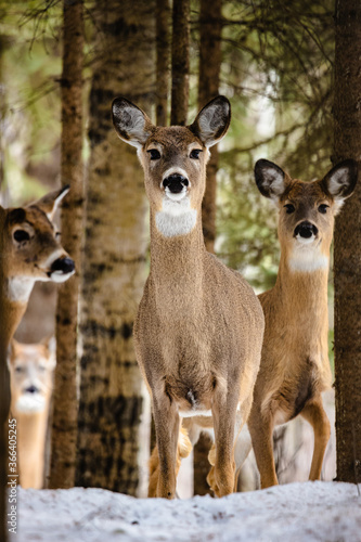 deer in the woods © MDett